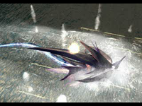 Sapphire WEAPON