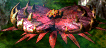 final fantasy vii ancient forest mutant fly trap