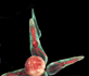 dirge of cerberus enemy omega bud