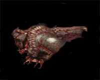 lament of innocence enemy